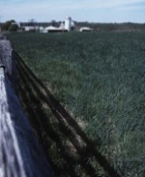 Miller farm and cornfield. David J. Eicher.