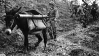 December 21, 1943. Soldiers of the 504th Parachute Infantry Regiment lead mules carrying 81mm mortars near Venafro, Italy. (National Archives)