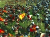melee