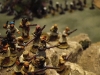 03 Ambush                               